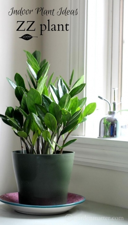 Very Low Light Plants Indoor Plant Ideas: The Zz Plant | Plants, Low Light Image 801