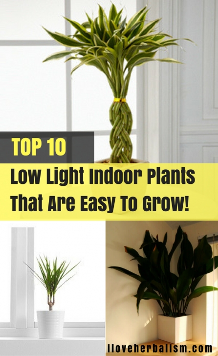 Very Low Light Plants Top 10 Low Light Indoor Plants That Are Easy To Grow | Plants Image 059