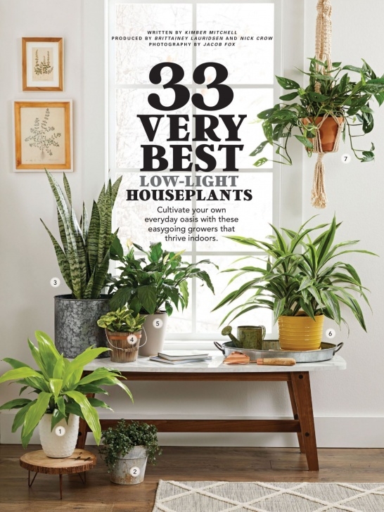 Very Low Light Plants "Very Best Low-Light Houseplants" From Country Gardens Image 328