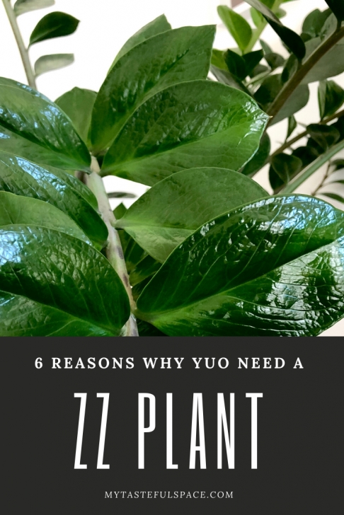 Very Low Light Plants Zz Plant | Plants, Low Light Plants, Zz Plant Photo 605