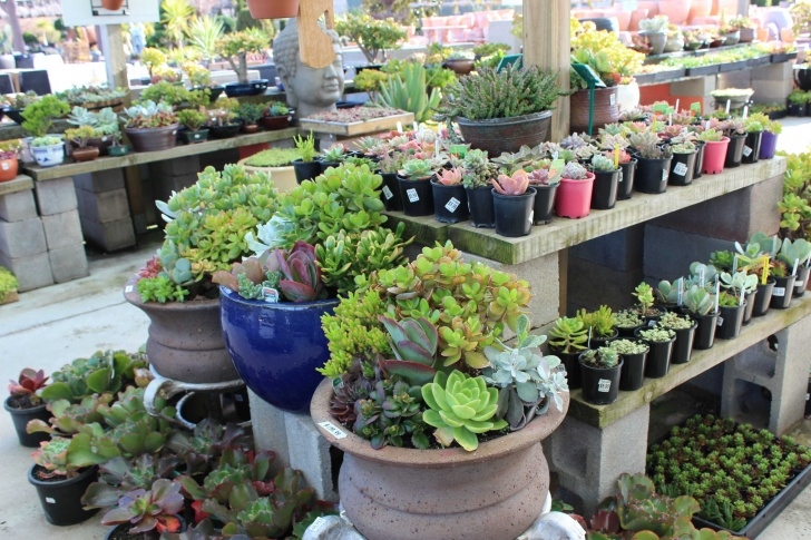 Victorian Indoor Plant Pots Buy Terracotta Pots, Glazed &amp; Garden Pots Melbourne, Victoria Picture 988
