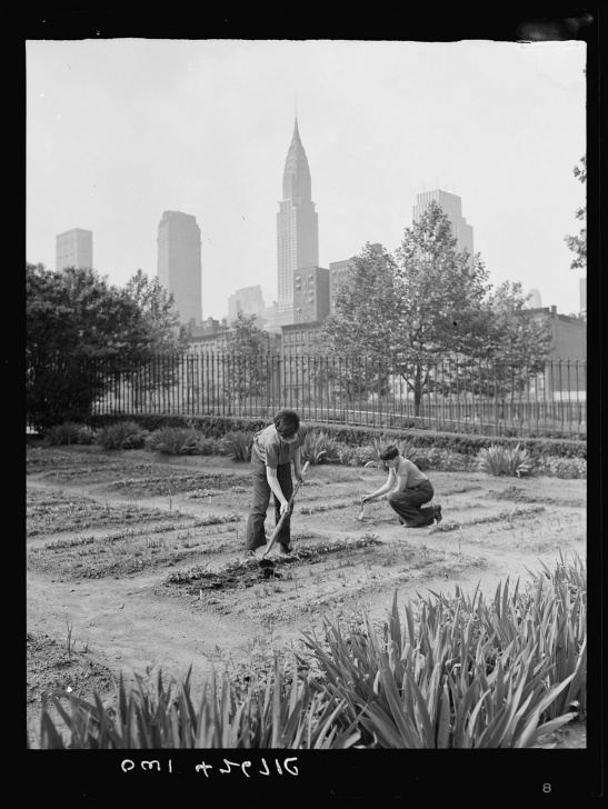 Victory Gardens Landscaping 15 Vintage Victory Garden Pics - Modern Farmer Photo 728