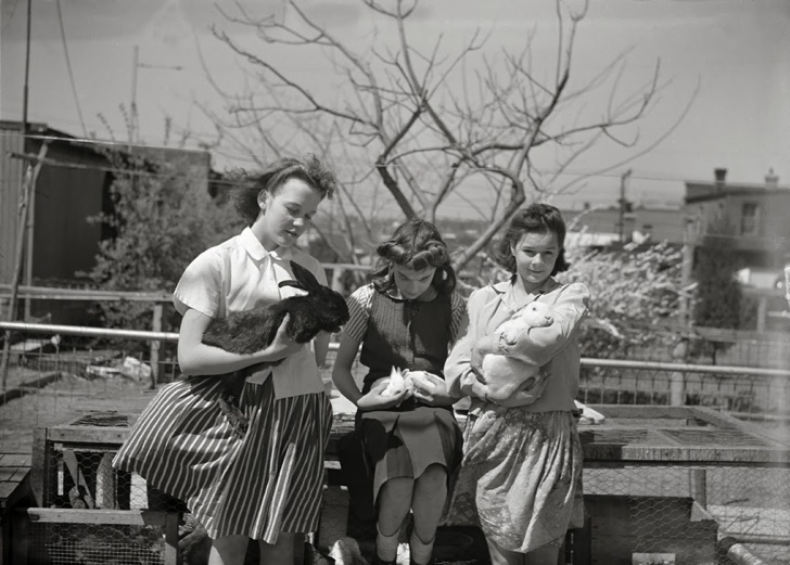 Victory Gardens Landscaping History In Photos: Victory Gardens Photo 587
