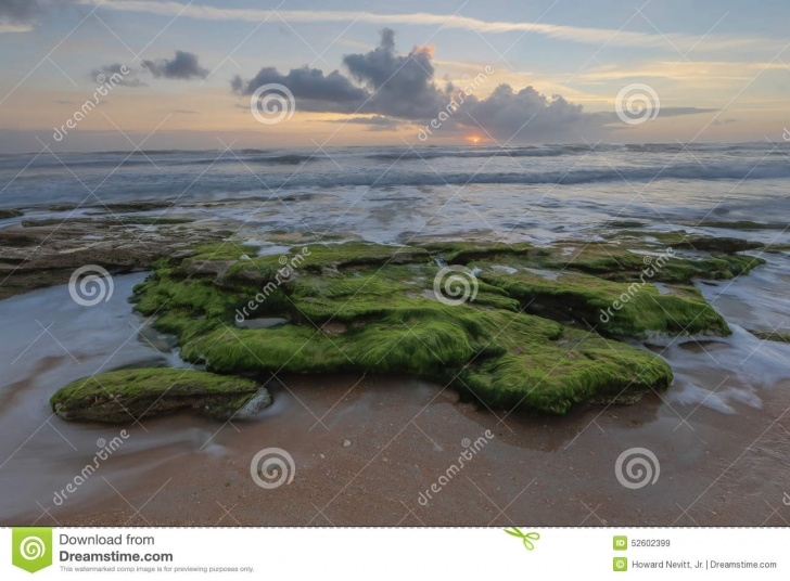 Washington Oaks State Park Washington Oaks State Park Stock Image. Image Of Pink Photo 920