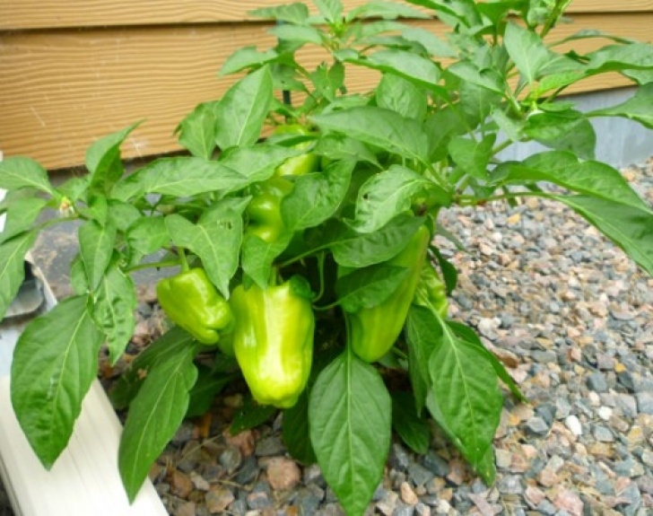 Watering Pepper Plants Caring For Pepper Plants | Dengarden Picture 761