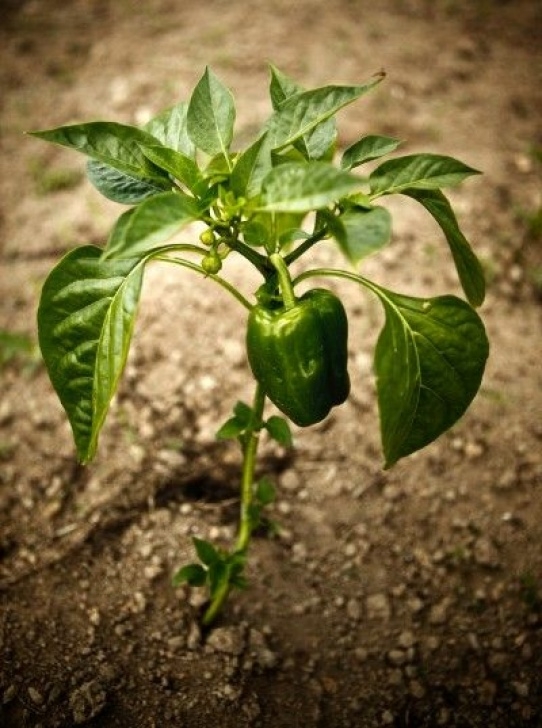 Watering Pepper Plants Common Pepper Plant Problems – Pepper Plant Diseases And Picture 803