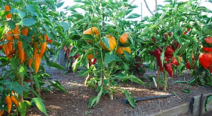 Watering Pepper Plants Growing Peppers, How To Grow Peppers, Growing Bell Peppers Photo 772