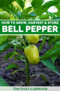 Watering Pepper Plants How To Grow, Harvest, And Store Bell Pepper Photo 210