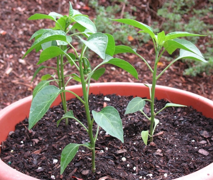 Watering Pepper Plants How To Grow Jalapeno Peppers From Seed | Garden How Image 846