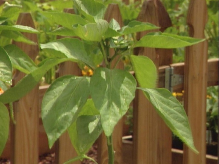 Watering Pepper Plants How To Grow Pepper Plants | How-Tos | Diy Picture 801