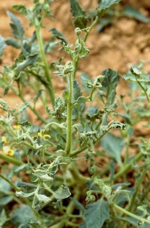 Watering Tomato Plants Epp-7627 Common Diseases Of Tomatoes Part Iii. Non Picture 186