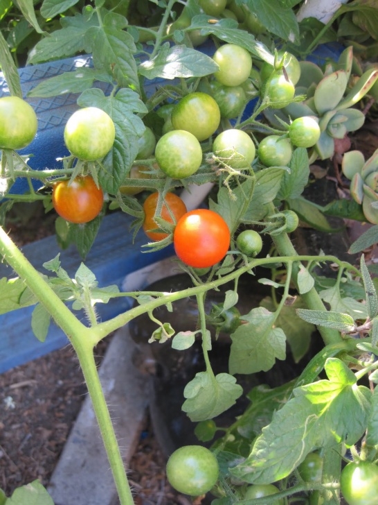Watering Tomato Plants Greywater Fed Tomato Plant Takes Over The World | Root Simple Picture 987