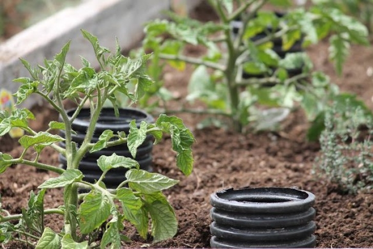 Watering Tomato Plants How To "Deep Water" Tomato Plants. Great Time And Water Image 043
