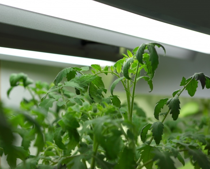 Watering Tomato Plants How To Grow Tomatoes Organically Indoors Picture 779