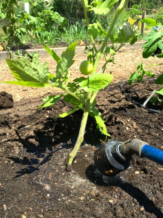 Watering Tomato Plants How To Plant Tomatoes Like A Rock Star! - The Patchy Lawn Photo 414