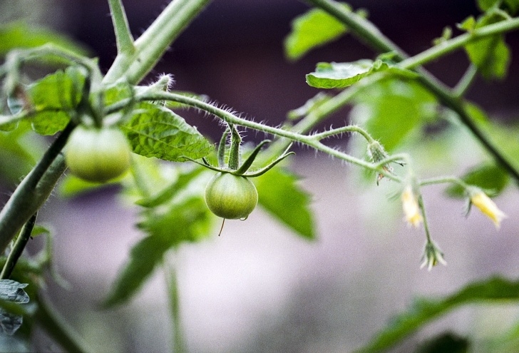 Watering Tomato Plants How To Water Tomato Plants In Your Home Garden Picture 885