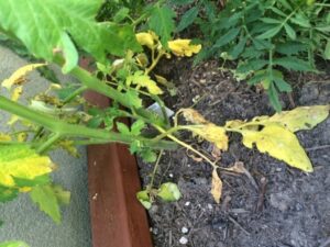 Watering Tomato Plants My New Tomato Plants Have Yellow Leaves At The Bottom Photo 572