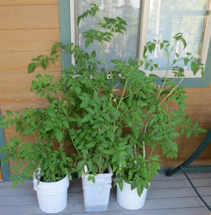 Watering Tomato Plants Self-Watering Tomato Plant Containers | My Useful Ideas Image 158