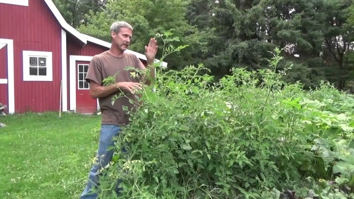 Watering Tomato Plants Tomato Plants. How Much Water Do They Need? - Youtube Image 539