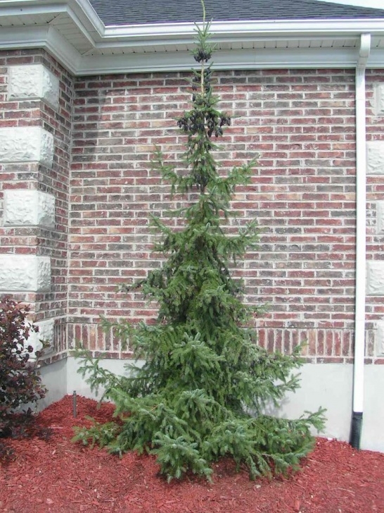 Weeping Evergreen Trees For Small Gardens 131 Best Beautiful Rare Conifers Images On Pinterest Image 195