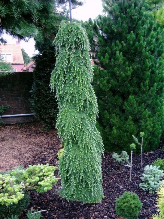 Weeping Evergreen Trees For Small Gardens 278 Best Dwarf Conifers Images On Pinterest | Landscaping Image 354
