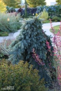 Weeping Evergreen Trees For Small Gardens 5 Árboles De Hoja Perenne Enanos Para Pequeños Jardines Picture 668