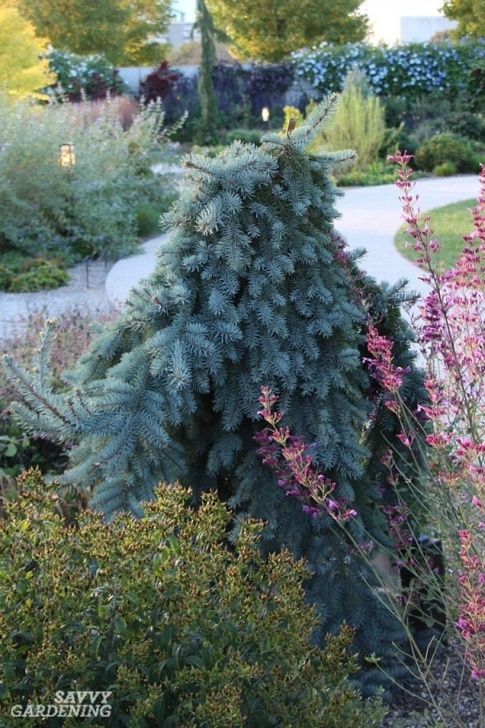 Weeping Evergreen Trees For Small Gardens 5 Árboles De Hoja Perenne Enanos Para Pequeños Jardines Picture 668