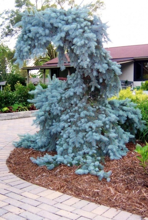 Weeping Evergreen Trees For Small Gardens 8 Best Trees Images On Pinterest | Blue Spruce, Diy Photo 750