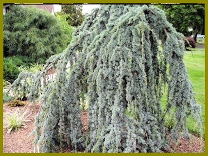 Weeping Evergreen Trees For Small Gardens A Guide To Northeastern Gardening: Winter Burn On Blue Picture 625