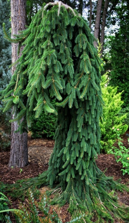 Weeping Evergreen Trees For Small Gardens Best 25+ Weeping Norway Spruce Ideas On Pinterest | Norway Picture 272