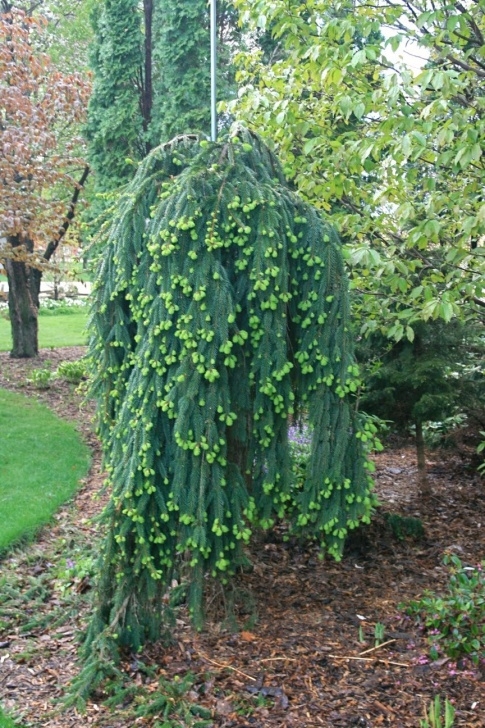 Weeping Evergreen Trees For Small Gardens Conrad Art Glass & Gardens: The Garden Knows Picture 462