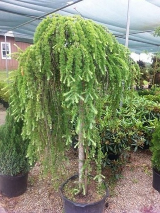 Weeping Evergreen Trees For Small Gardens Larix D. ' Pendula ' Weeping Larchsmall Garden Area Picture 950