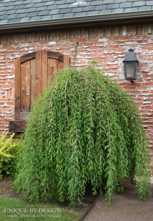 Weeping Evergreen Trees For Small Gardens The 25+ Best Weeping Trees Ideas On Pinterest | Small Image 881