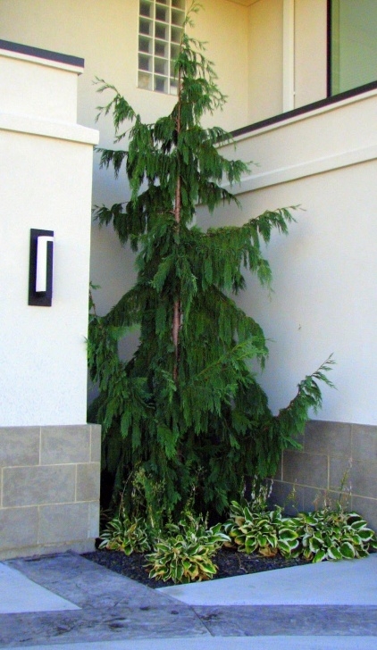 Weeping Evergreen Trees For Small Gardens Weeping Alaskan Cedar … | Landscape Trees, Evergreen Photo 464