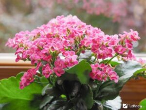 Winter Flowering House Plants Каланхоэ – Виды, Уход И Пересадка В Домашних Условиях Image 688