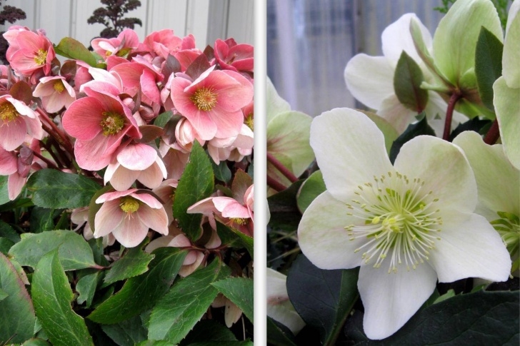 Winter Flowering House Plants Lenten Rose: Easy Winter Blooming Perennial - Noogatoday Image 780
