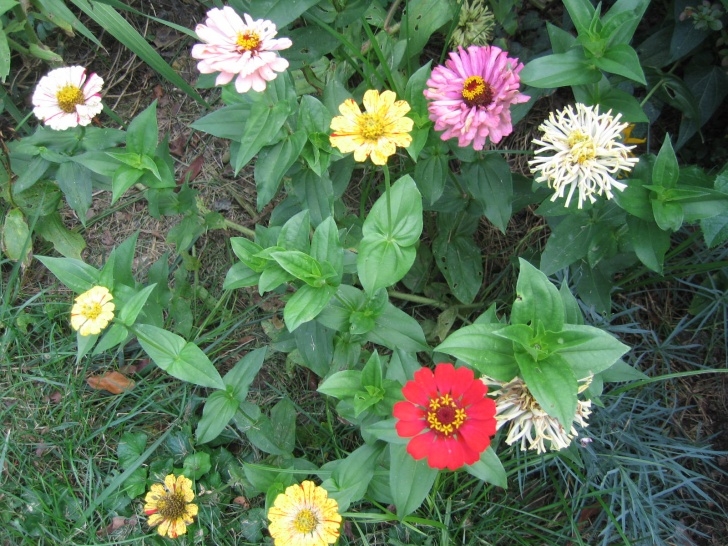 Winter Flowering House Plants Minhus: Winter Sowing: Grow Beautiful Flowers And Plants Picture 806