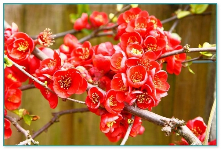 Winter Flowering House Plants Red Winter Flowering Plants | Home Improvement Picture 852