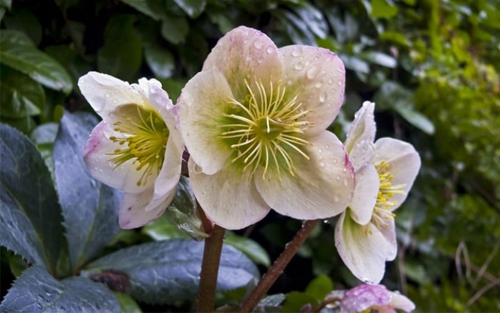 Winter Flowering House Plants What Should I Plant In A Winter Hanging Basket? Image 234