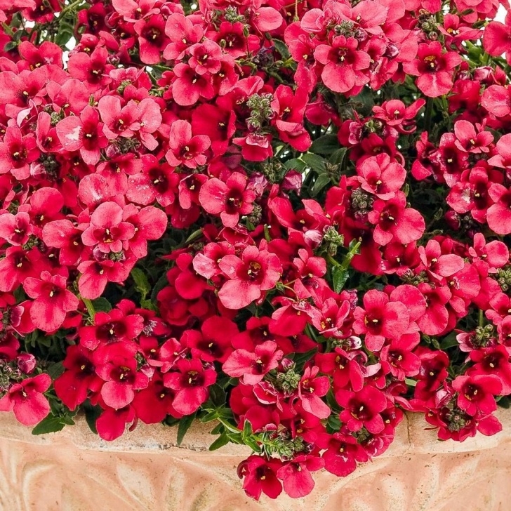 Winter Flowering House Plants Who'S Ready For Spring? This Spirited Flying Colors Red Photo 496