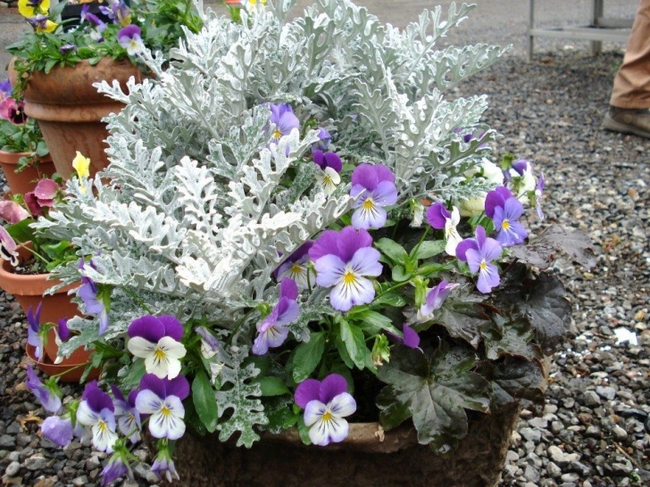 Winter Flowering House Plants Winter Flowering Container Ideas. Pansies, Dusty Miller Picture 931