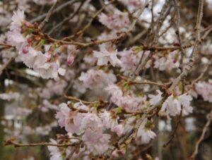 Winter Flowering Trees For Small Gardens 10 Winter Flowering Plants « Lisa Cox Garden Designs Blog Photo 936