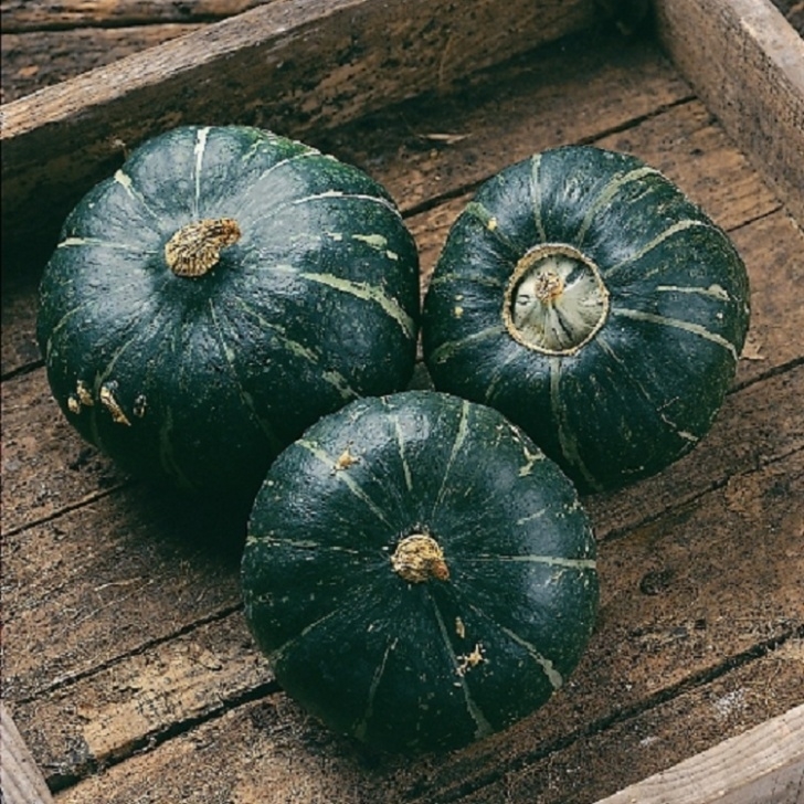 Winter Squash Companion Plants Buttercup Winter Squash - Rocket Gardens Photo 600
