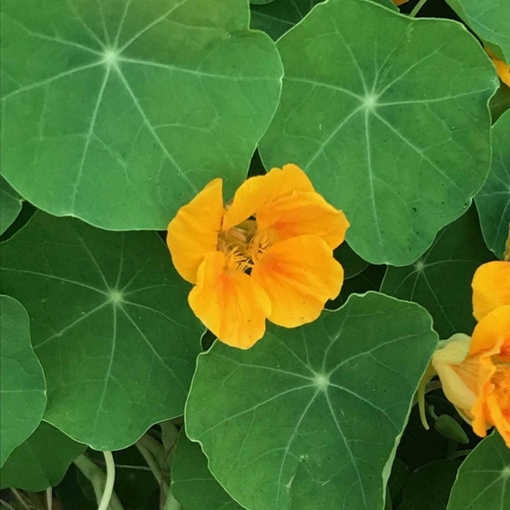 Winter Squash Companion Plants Companion Planting: Growing Better Together • Bee And Basil Photo 607