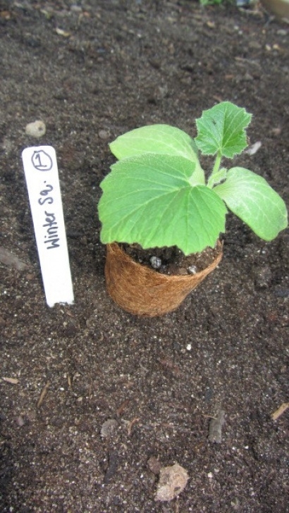 Winter Squash Companion Plants Following The Master Gardener: Companion Planting Beans Photo 107