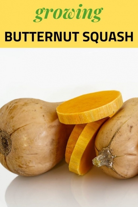 Winter Squash Companion Plants Growing And Harvesting Butternut Squash | Learn All You Picture 772