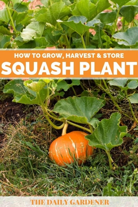 Winter Squash Companion Plants Picture Of Winter Squash Plant - Wallpaperall Image 358