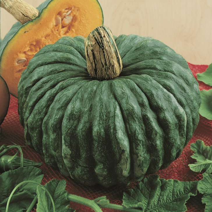Winter Squash Companion Plants Winter Squash Seeds - 'Marina De Chioggia' | Pumpkin Image 811