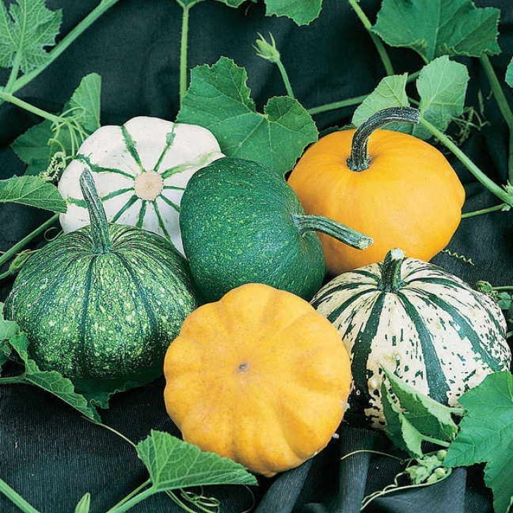 Winter Squash Companion Plants Your Squashes' Best Friends - Official Blog Of Park Seed Photo 771
