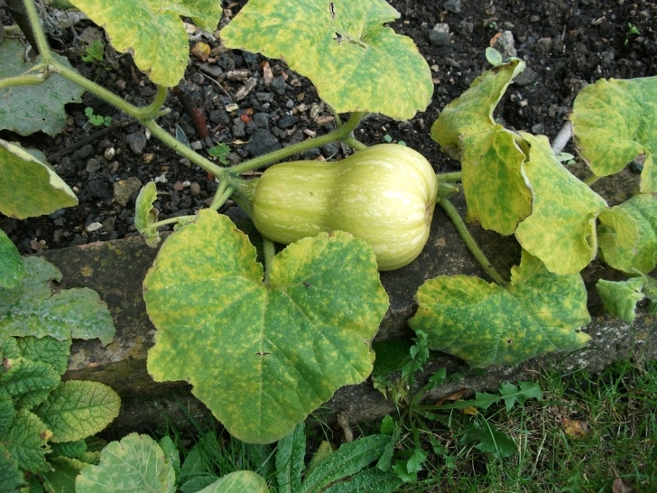 Winter Squash Plant Butternut Squash | Weeds Up To Me Knees Photo 924